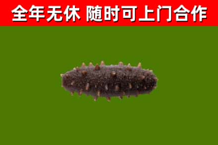 宜昌市烟酒回收干海参.jpg